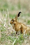 Brown Hare
