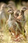 Red Legged Partridge Poults